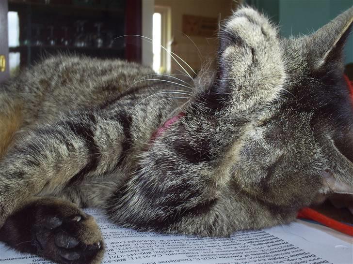 Huskat Marci - hun vasker sig.. billede 3