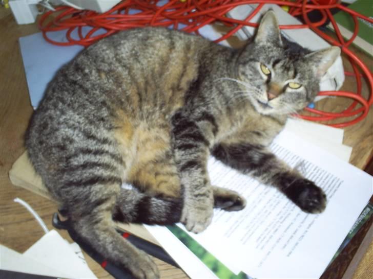 Huskat Marci billede 4