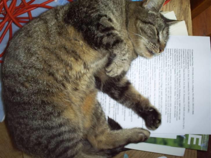 Huskat Marci billede 5