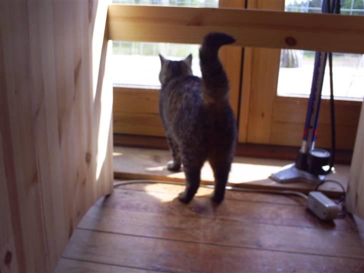 Huskat Marci billede 6