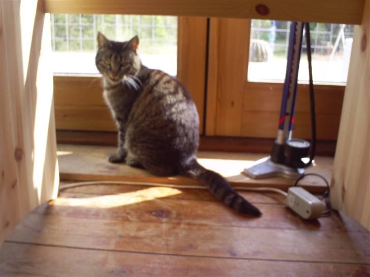 Huskat Marci billede 7