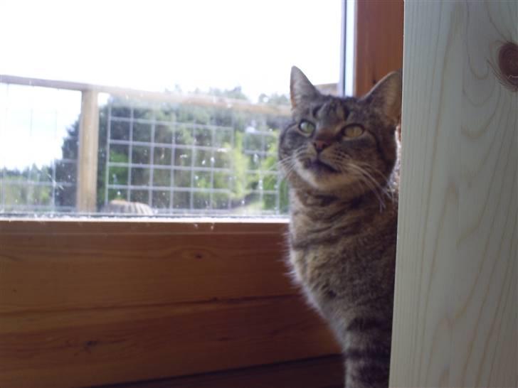 Huskat Marci billede 8