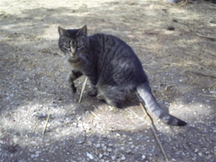 Huskat Marci billede 9