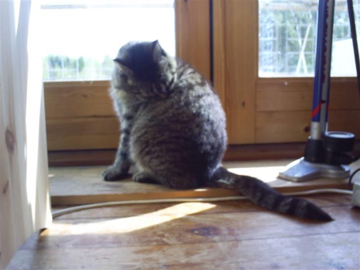 Huskat Marci billede 10