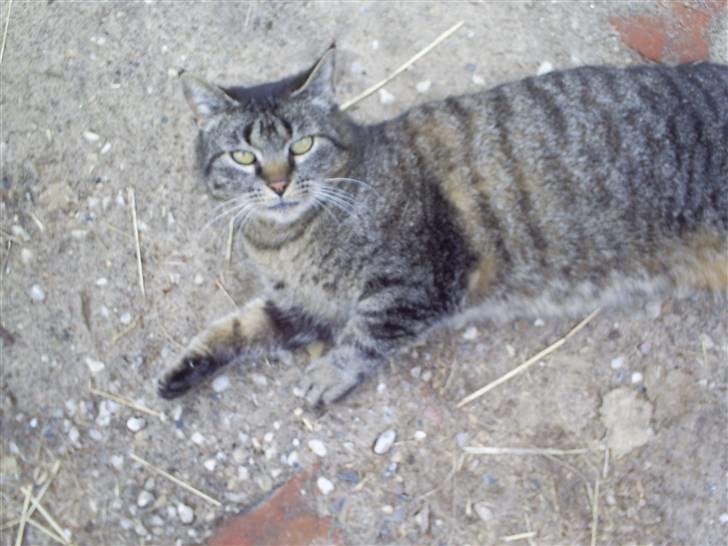 Huskat Marci billede 11