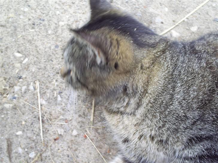 Huskat Marci billede 12