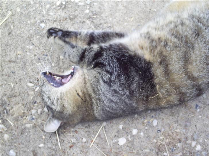 Huskat Marci - gaaab billede 13