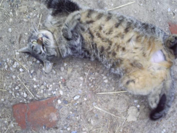 Huskat Marci billede 14