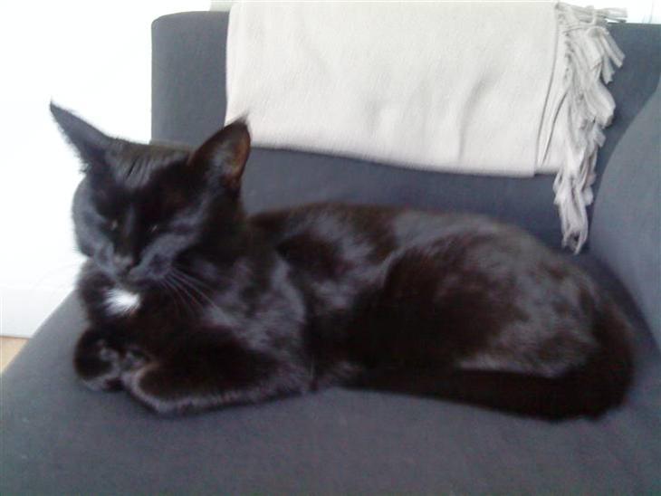 {{currentPhoto.altText}} billede {{currentPhoto.number}}