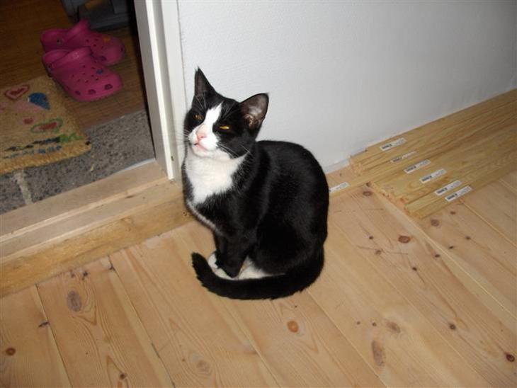 Huskat Gizmo billede 1