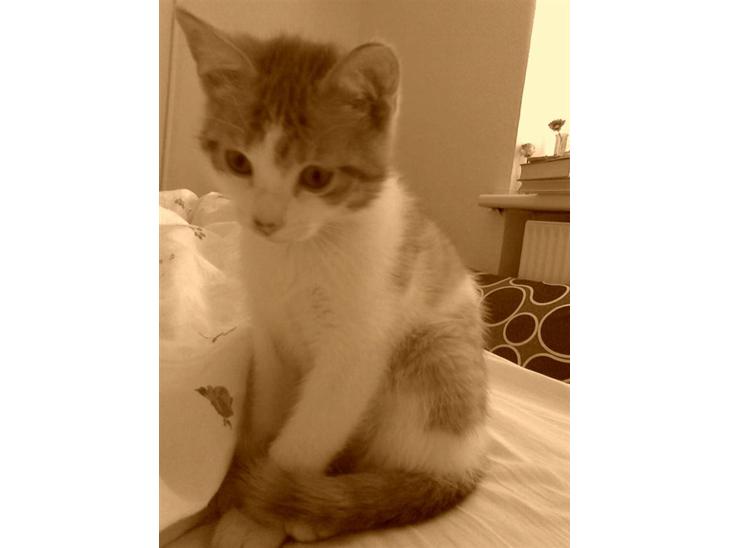 {{currentPhoto.altText}} billede {{currentPhoto.number}}