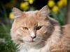 Maine Coon Victor [ Himmelkat]