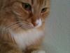 Maine Coon Bellami Solgt :(