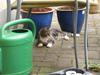 Huskat Kitty