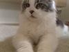 Maine Coon Bianca