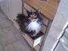 Maine Coon Malou
