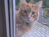 Maine Coon Laban 