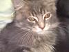 Maine Coon Jacob (Darling)