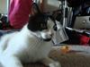 Huskat Blue Eyes