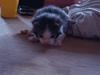 Blanding af racer Blue eyes' mister grey [Tidl. kat]