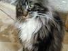 Maine Coon Tyson *Flyttet* [Tidl. kat]