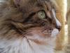 Maine Coon Melanie
