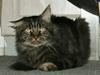 Maine Coon Sylvester
