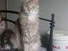 Maine Coon Jabba R.I.P mor´s baby [ Himmelkat]