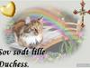 Maine Coon Duchess R.I.P min skat [ Himmelkat]