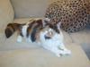 Maine Coon Shakira P R.I.P min skat [ Himmelkat]