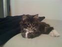 Maine Coon Malou