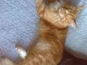 Maine Coon BALOU