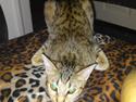 Ocicat bacon
