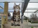 Maine Coon Buller
