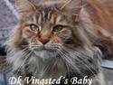 Maine Coon DK Vingsted´s Baby