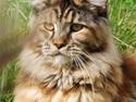 Maine Coon DK Vingsted´s Cindarella