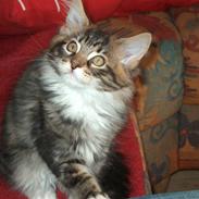 Maine Coon Louie