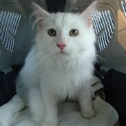 Maine Coon Miu