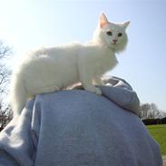 Maine Coon Miu