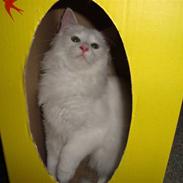 Maine Coon Miu