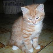 Blanding af racer Buster.