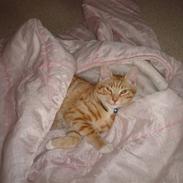 Blanding af racer Buster.