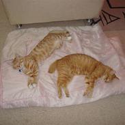 Blanding af racer Buster.