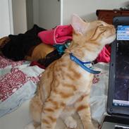 Blanding af racer Buster.