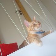 Blanding af racer Buster.