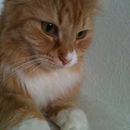 Maine Coon Bellami Solgt :(