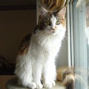 Maine Coon kaldenavn - Muska