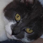 Blanding af racer GråMissen <3