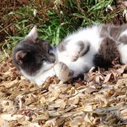 Blanding af racer GråMissen <3