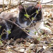 Blanding af racer GråMissen <3